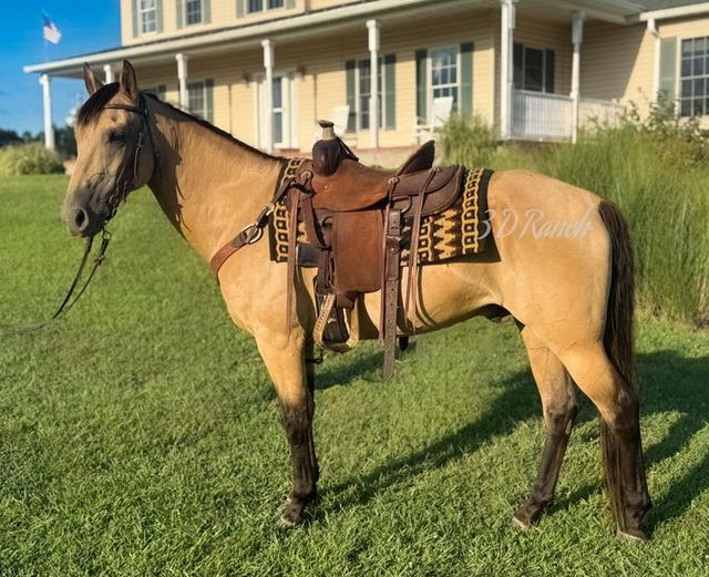 LEO - BUCKSKIN QUARTER GELDING