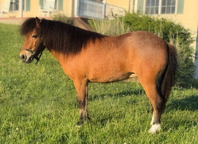 BUTTERCUP - BAY ROAN PONY MARE
