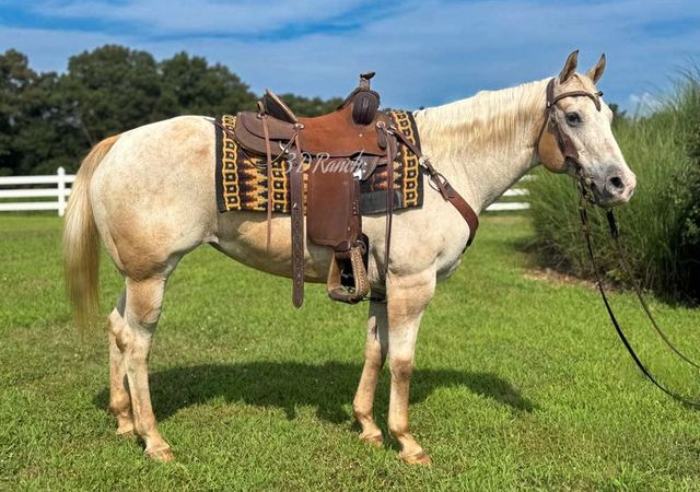 MILKSHAKE - RED ROAN VARNISH QUARTER APP MARE