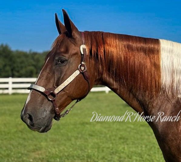 JIGSAW - CHESTNUT & WHITE SPOTTED MISSOURI FOX TROTTER GELDING