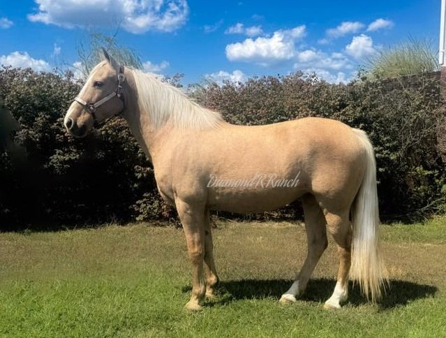 JEWEL - PALOMINO MISSOURI FOX TROTTER MARE