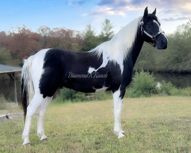 JOKER - BLACK & WHITE MISSOURI FOX TROTTER GELDING