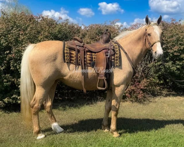 JEWEL - PALOMINO MISSOURI FOX TROTTER MARE