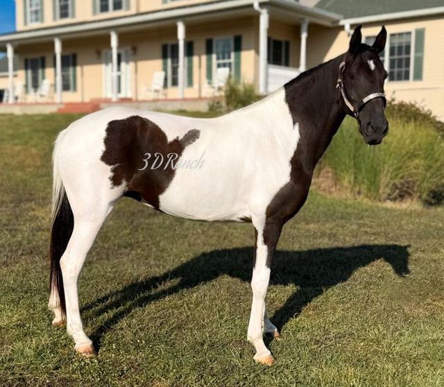 LIZ - BLACK & WHITE MISSOURI FOX TROTTER MARE