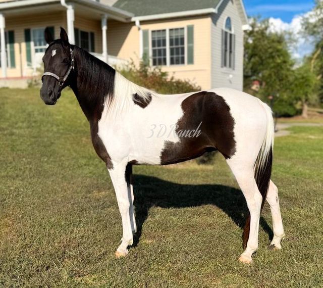 LIZ - BLACK & WHITE MISSOURI FOX TROTTER MARE