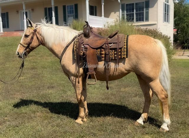 JEWEL - PALOMINO MISSOURI FOX TROTTER MARE