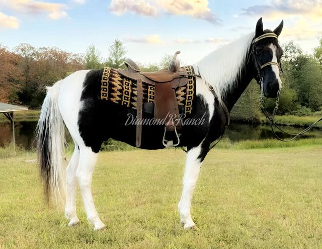 JOKER - BLACK & WHITE MISSOURI FOX TROTTER GELDING
