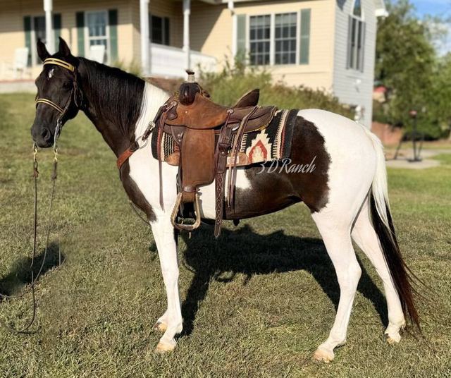LIZ - BLACK & WHITE MISSOURI FOX TROTTER MARE