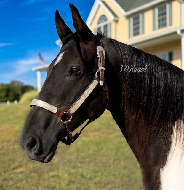 LIZ - BLACK & WHITE MISSOURI FOX TROTTER MARE