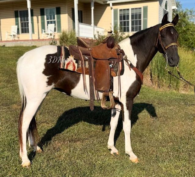 LIZ - BLACK & WHITE MISSOURI FOX TROTTER MARE