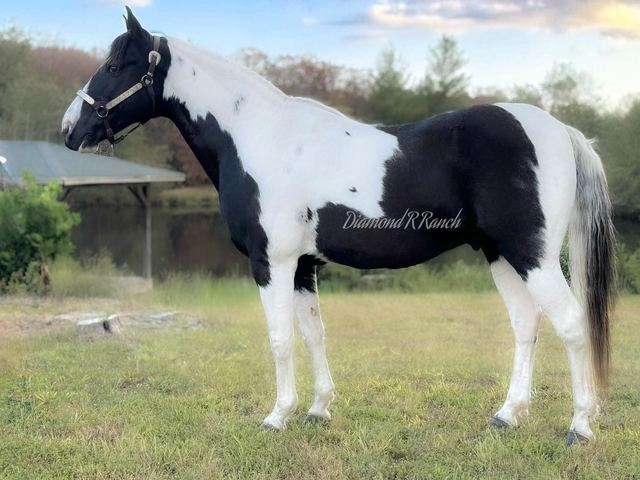 JOKER - BLACK & WHITE MISSOURI FOX TROTTER GELDING