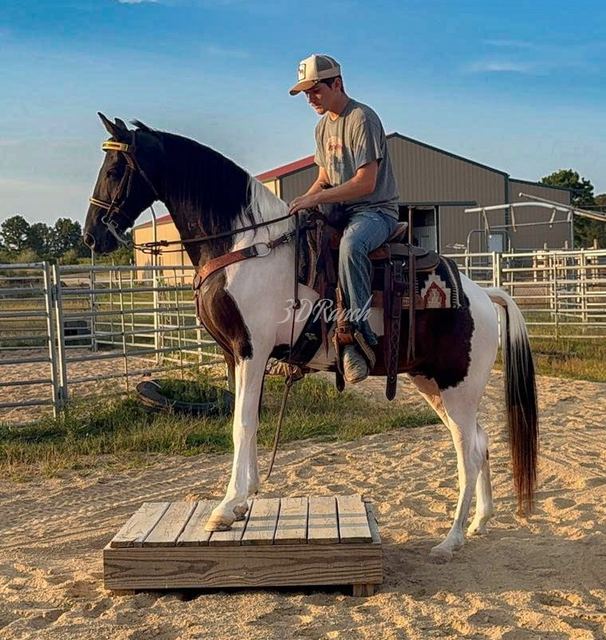 LIZ - BLACK & WHITE MISSOURI FOX TROTTER MARE