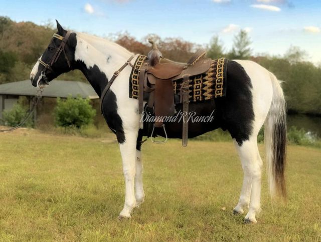 JOKER - BLACK & WHITE MISSOURI FOX TROTTER GELDING