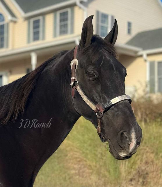 TUCKER - BLACK MISSOURI FOX TROTTER GELDING