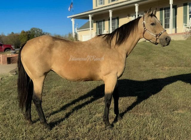 AUTUMN - BUCKSKIN QUARTER MARE