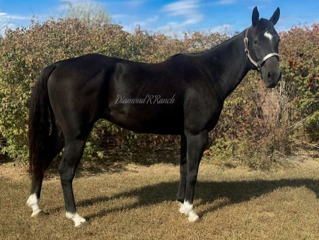 DOC - BLACK 5 YEAR OLD REGISTERED QUARTER GELDING