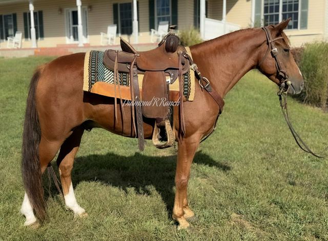 PEEPING TOM - 5 YEAR OLD REGISTERED KENTUCKY MOUNTAIN GELDING