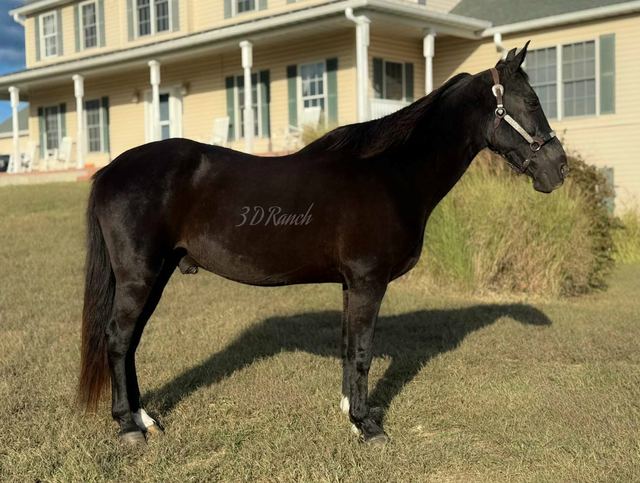 TUCKER - BLACK MISSOURI FOX TROTTER GELDING