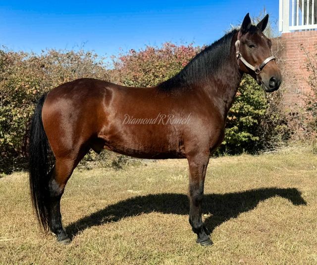 CHARLIE - RICH BAY MISSOURI FOX TROTTER GELDING