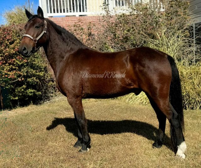 CHARLIE - RICH BAY MISSOURI FOX TROTTER GELDING