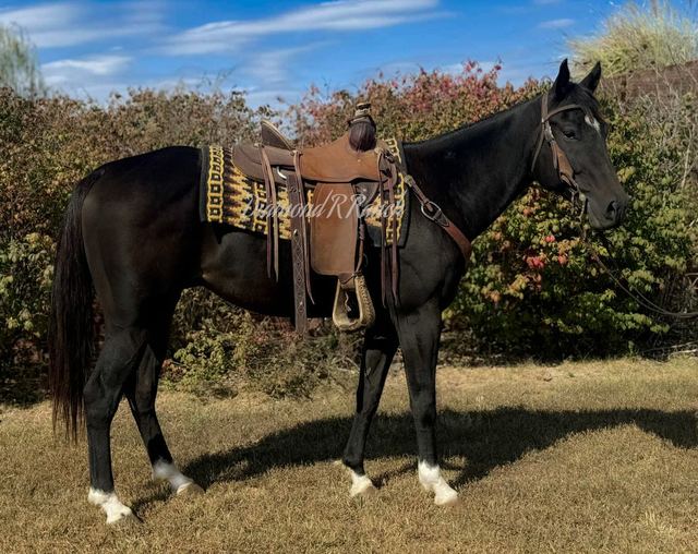 DOC - BLACK 5 YEAR OLD REGISTERED QUARTER GELDING
