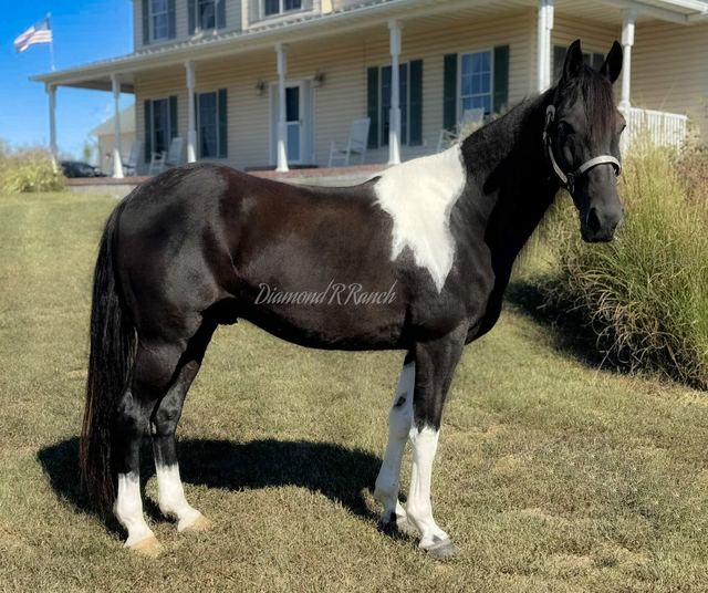 CISCO - BLACK AND WHITE MISSOURI FOX TROTTER GELDING