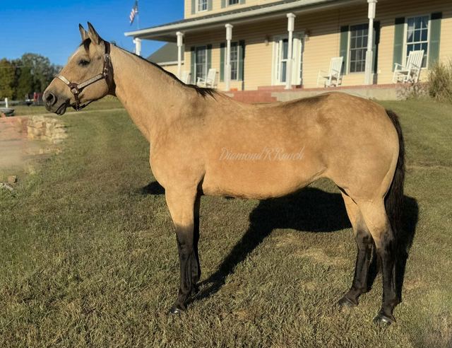 AUTUMN - BUCKSKIN QUARTER MARE