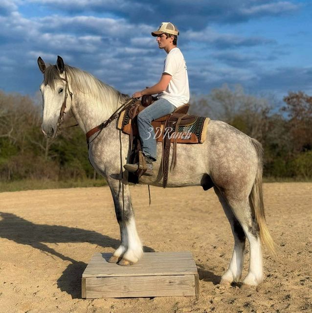 TITAN - DAPPLED GREY DRAFT CROSS GELDING