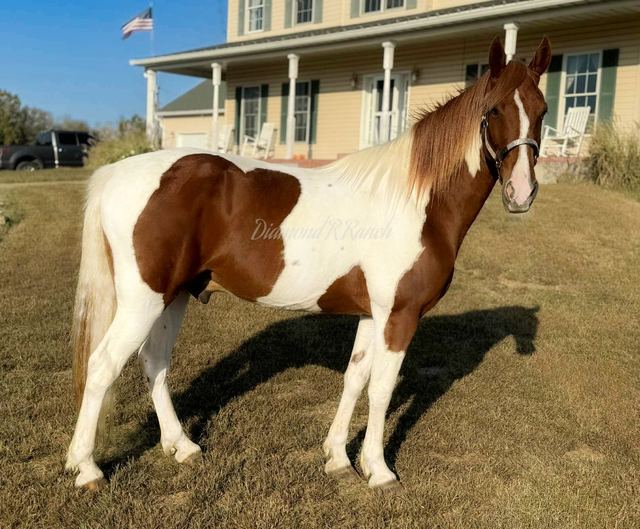 WHISKEY - SPOTTED MISSOURI FOX TROTTER GELDING