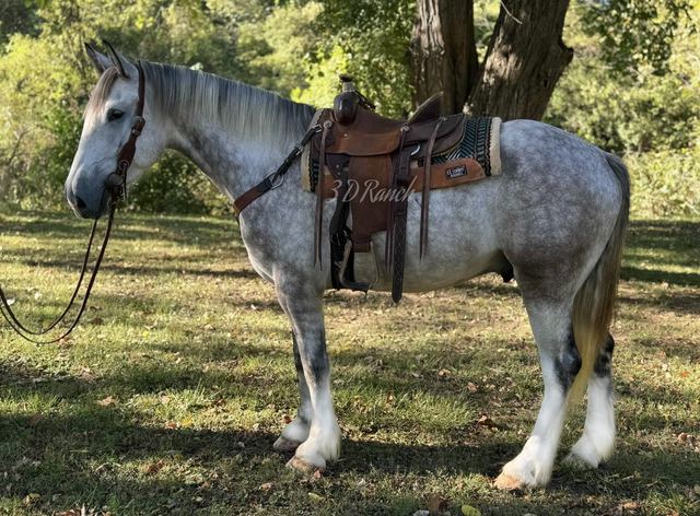 TITAN - DAPPLED GREY DRAFT CROSS GELDING
