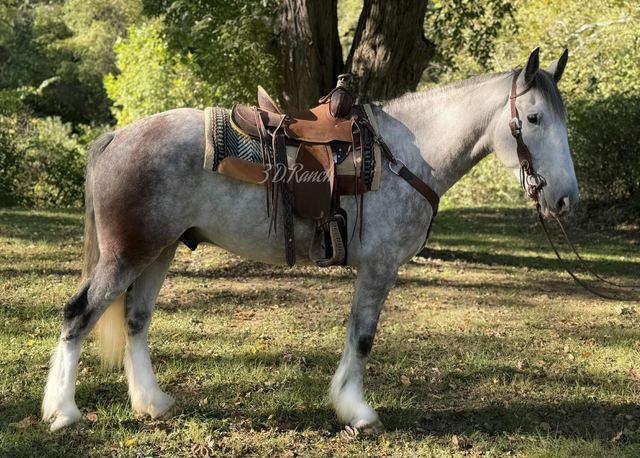 TITAN - DAPPLED GREY DRAFT CROSS GELDING
