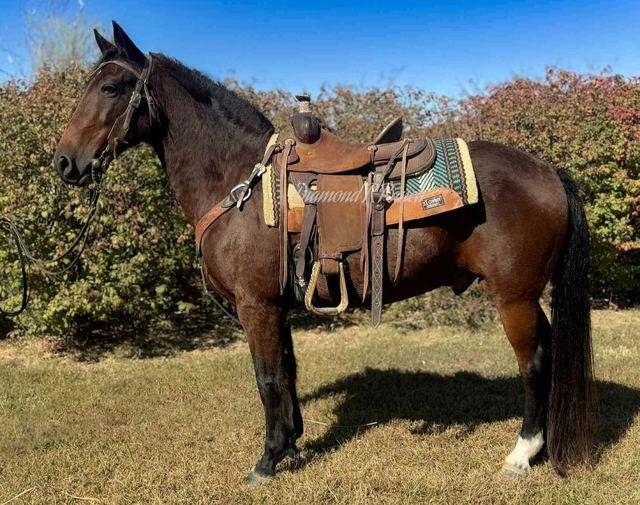 CHARLIE - RICH BAY MISSOURI FOX TROTTER GELDING