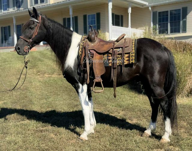 CISCO - BLACK AND WHITE MISSOURI FOX TROTTER GELDING