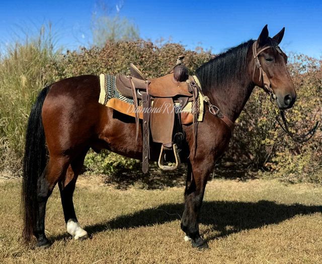CHARLIE - RICH BAY MISSOURI FOX TROTTER GELDING