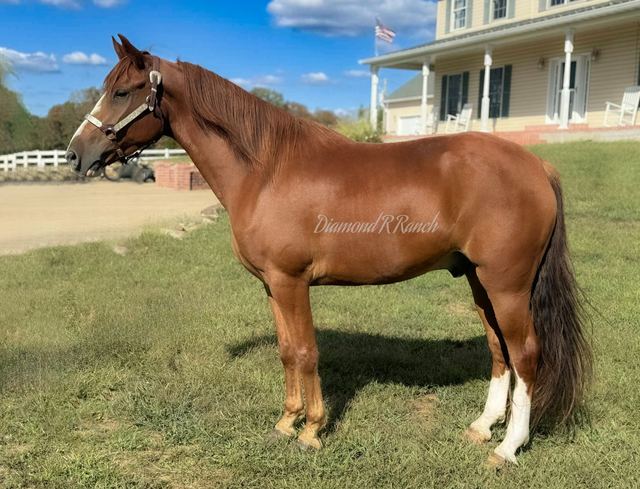 PEEPING TOM - 5 YEAR OLD REGISTERED KENTUCKY MOUNTAIN GELDING