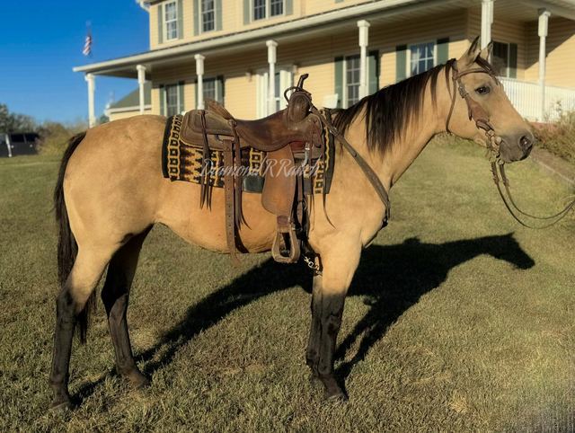 AUTUMN - BUCKSKIN QUARTER MARE