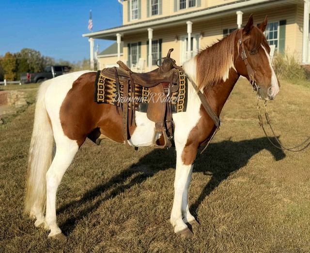 WHISKEY - SPOTTED MISSOURI FOX TROTTER GELDING