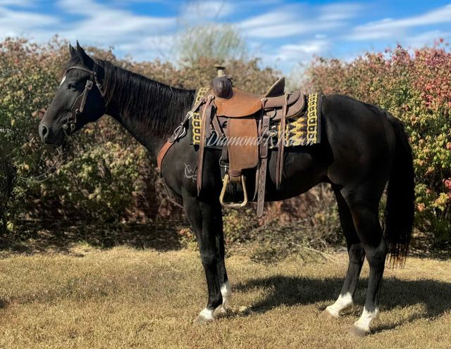 DOC - BLACK 5 YEAR OLD REGISTERED QUARTER GELDING