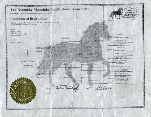 PEEPING TOM - 5 YEAR OLD REGISTERED KENTUCKY MOUNTAIN GELDING