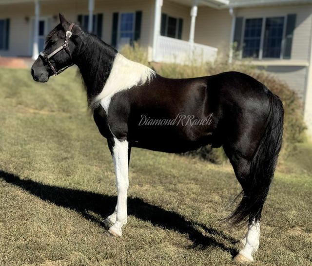 CISCO - BLACK AND WHITE MISSOURI FOX TROTTER GELDING