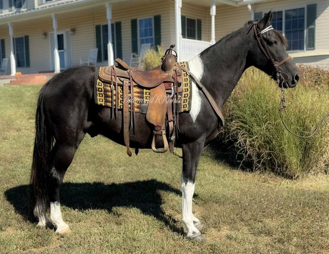 CISCO - BLACK AND WHITE MISSOURI FOX TROTTER GELDING