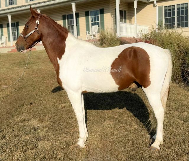 WHISKEY - SPOTTED MISSOURI FOX TROTTER GELDING