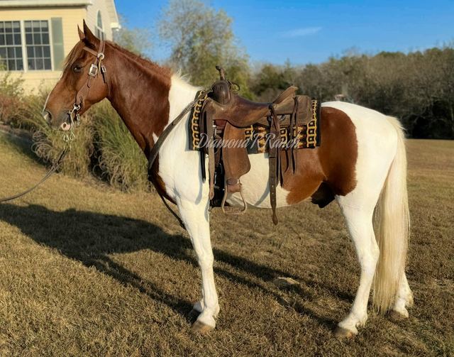 WHISKEY - SPOTTED MISSOURI FOX TROTTER GELDING