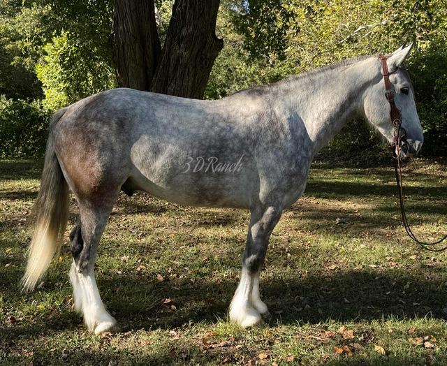 TITAN - DAPPLED GREY DRAFT CROSS GELDING