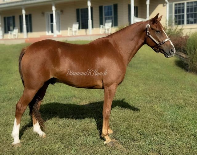PEEPING TOM - 5 YEAR OLD REGISTERED KENTUCKY MOUNTAIN GELDING