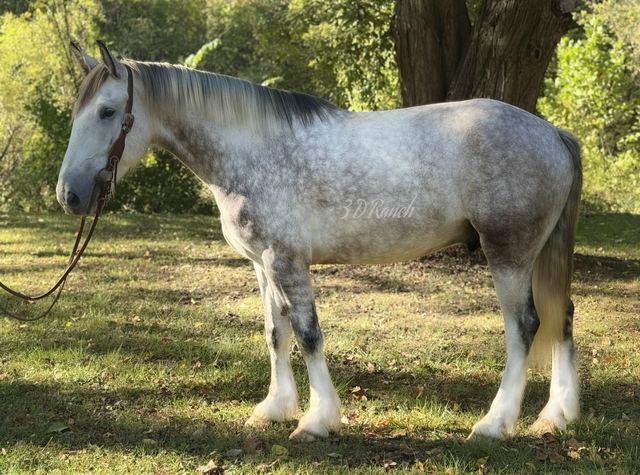 TITAN - DAPPLED GREY DRAFT CROSS GELDING