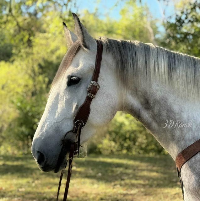 TITAN - DAPPLED GREY DRAFT CROSS GELDING