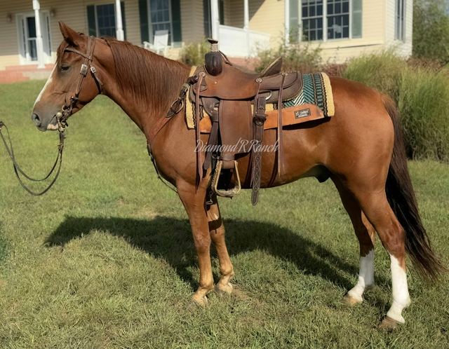 PEEPING TOM - 5 YEAR OLD REGISTERED KENTUCKY MOUNTAIN GELDING