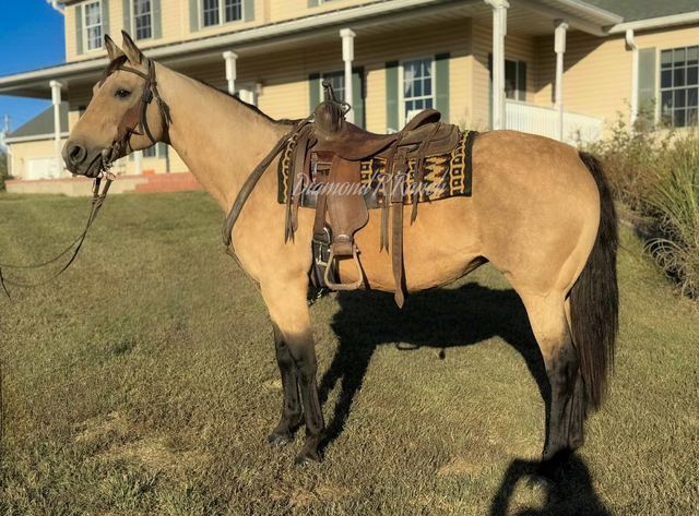 AUTUMN - BUCKSKIN QUARTER MARE