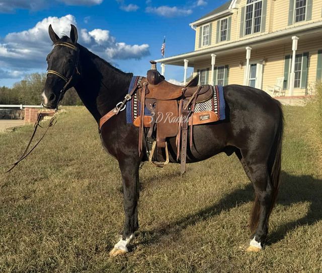 TUCKER - BLACK MISSOURI FOX TROTTER GELDING
